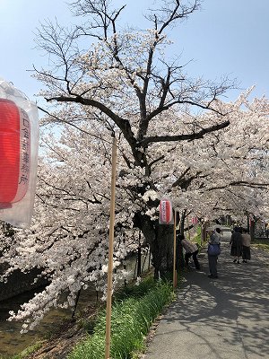 川路桜看板