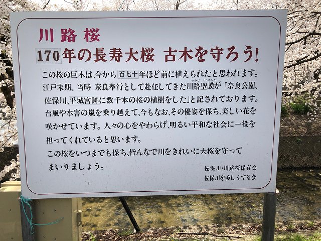 川路桜