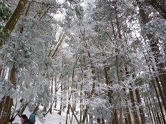 樹氷