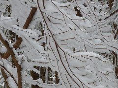 樹氷
